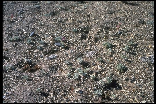 Image of Mono Lake lupine