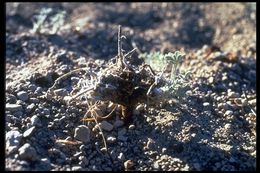 Image of Mono Lake lupine