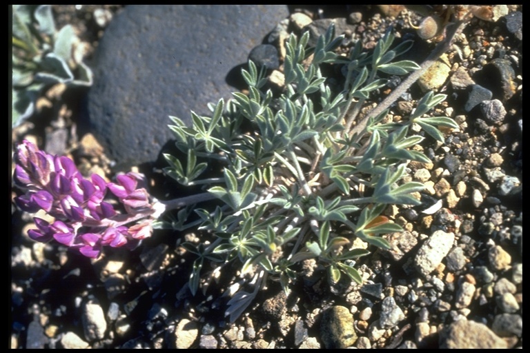 Image of Mono Lake lupine