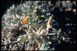 Image of Mono Lake lupine