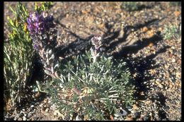 Image of Mono Lake lupine