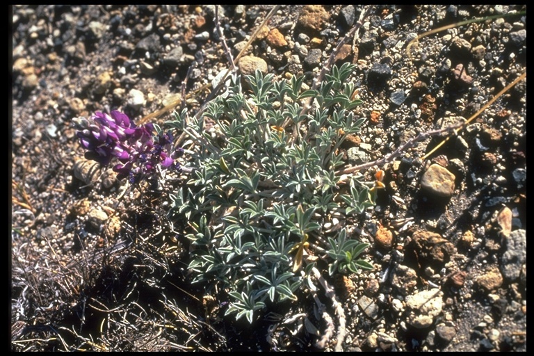 Image of Mono Lake lupine