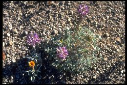 Image of Mono Lake lupine