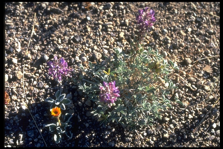 Image of Mono Lake lupine