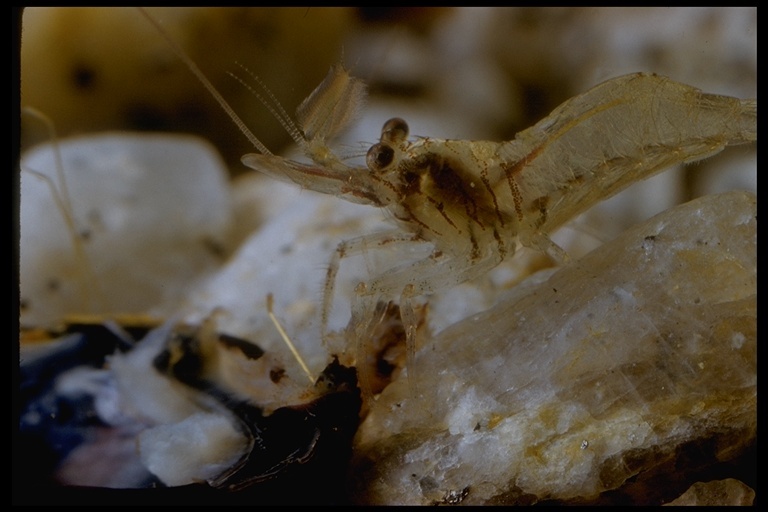 Image of decapods