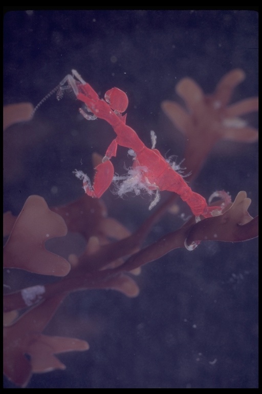 Image of Pink skeleton shrimp