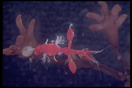 Image of Pink skeleton shrimp