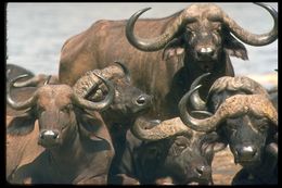 Image of African Buffalo