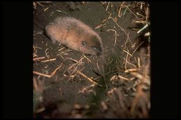 Image of Mole-rats