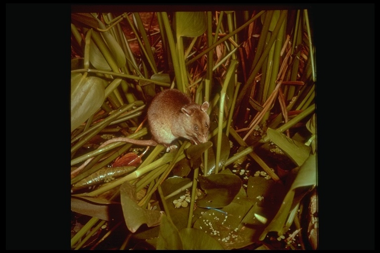 Image of Gambian Rat