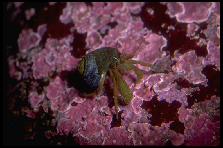 Image of blueband hermit crab