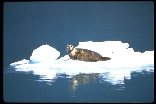 Image of common seal, harbour seal