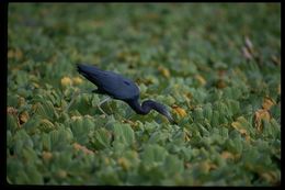 Image of Little Blue Heron