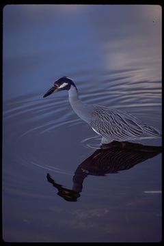 Image of Yellow-crowned Night Heron