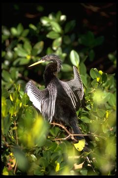 Image of Anhinga