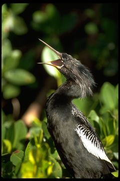 Image of Anhinga