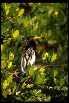 Image of Anhinga