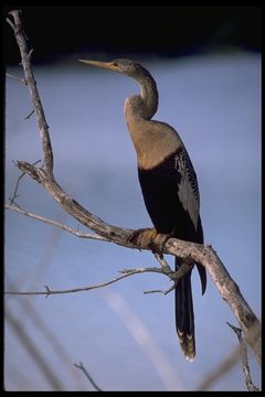 Image of Anhinga