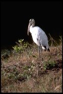 Image of Wood Stork