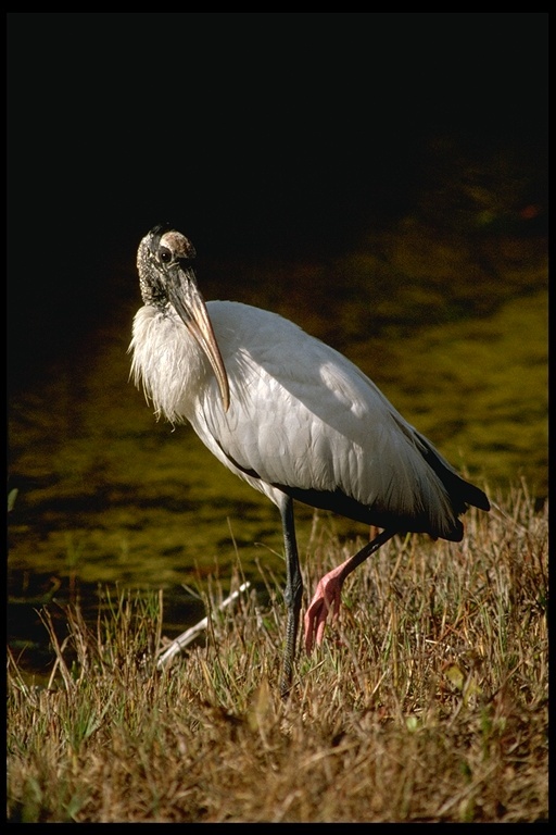 Image of Wood Stork