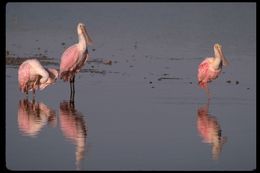 Image of Roseate Spoonbill