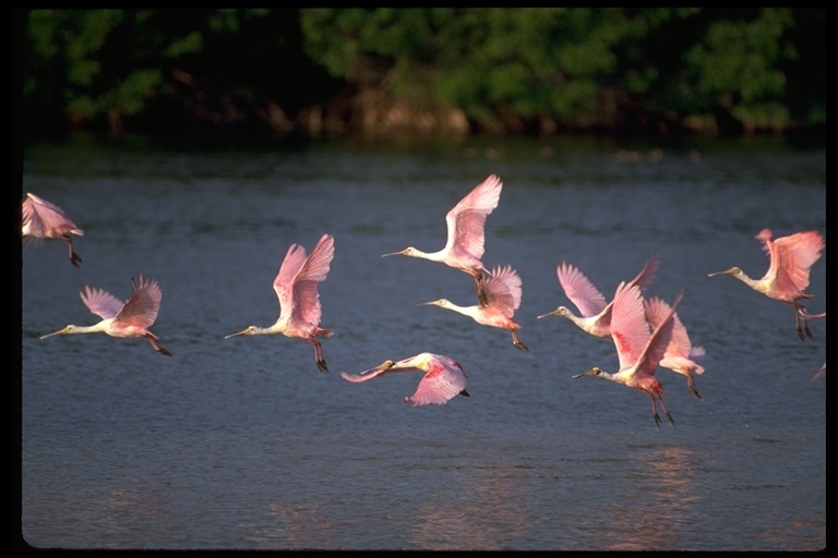 Image of Roseate Spoonbill