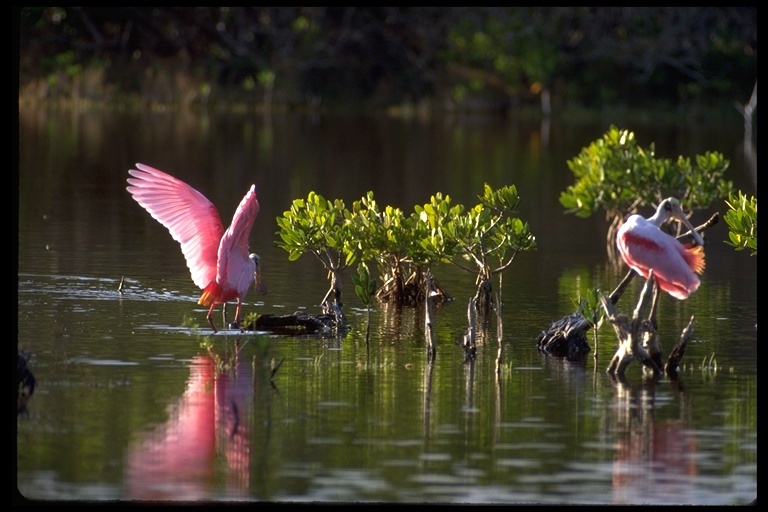 Image of Roseate Spoonbill