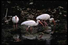 Image of American White Ibis