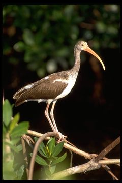 Image of American White Ibis