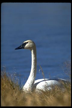 Image of Trumpeter Swan