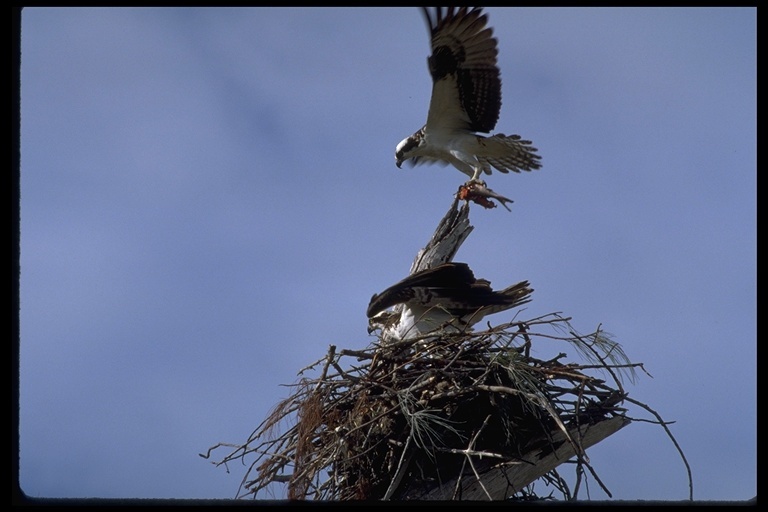 Image of Osprey