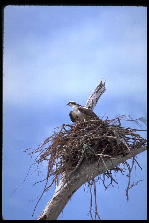 Image of Osprey