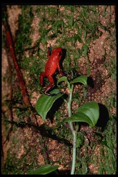 Image of Flaming Poison Frog