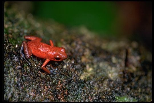 Image of Flaming Poison Frog