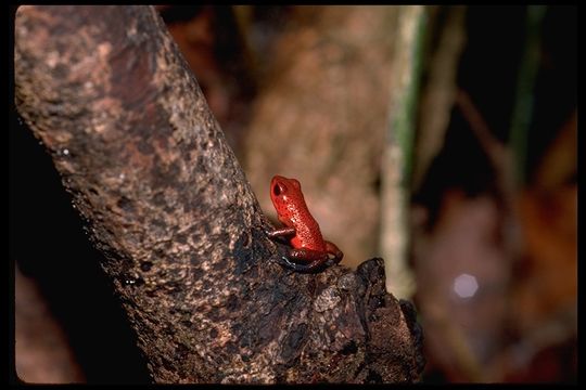 Image of Flaming Poison Frog