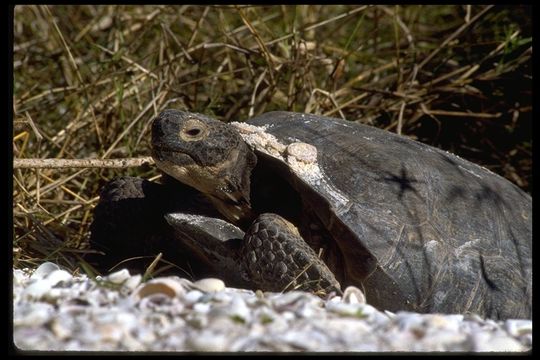 Image of (Florida) Gopher Tortoise