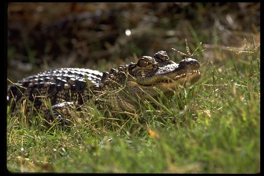 Image of American alligator