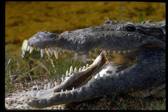 Imagem de Crocodylus acutus (Cuvier 1807)