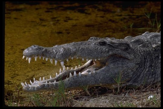 Image de Crocodile Americain