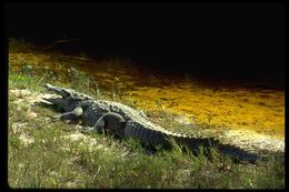 Image of American Crocodile