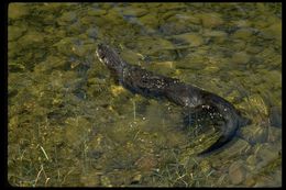 Image of North American Otter