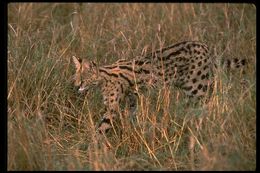 Image of Serval