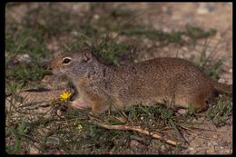 Image of Columbian ground squirrel