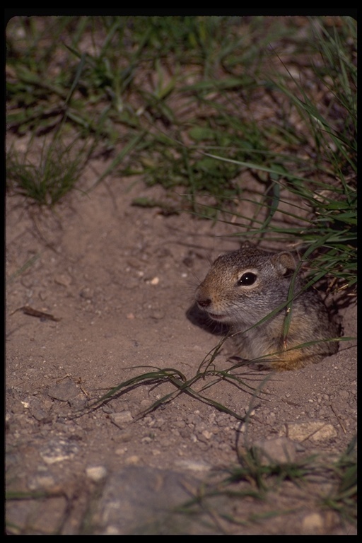 Image of Columbian ground squirrel