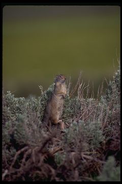 Image of Columbian ground squirrel