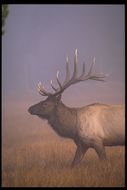 Image of <i>Cervus canadensis</i>