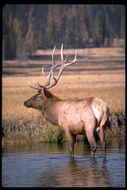 Image of <i>Cervus canadensis</i>