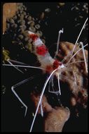 Image of Banded Coral Shrimp