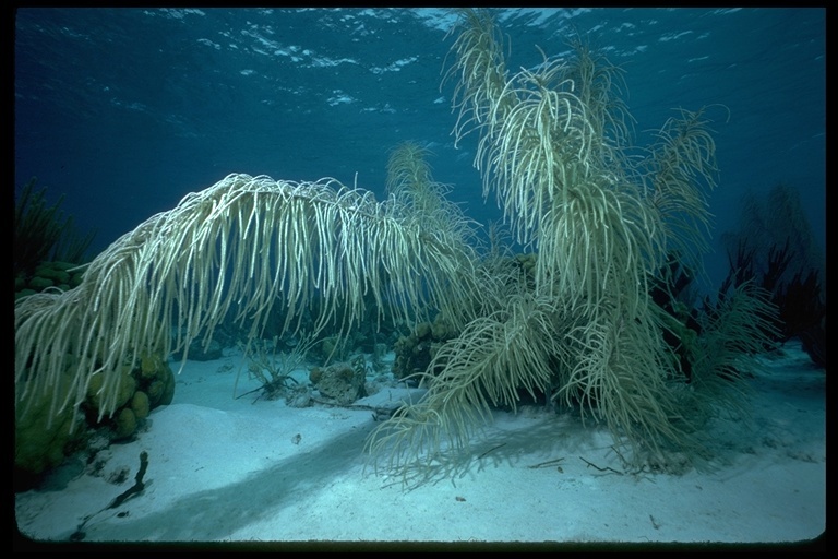 Image of anemones and corals