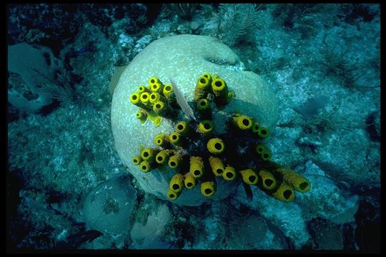 Image of Yellow tube sponge